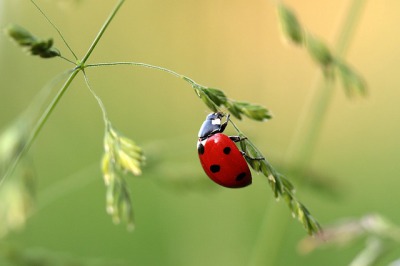 虫 と 動物 の違いを解説 意味や分類は なぜそれが 虫 と 動物 の違いを解説 意味や分類は なぜそれが