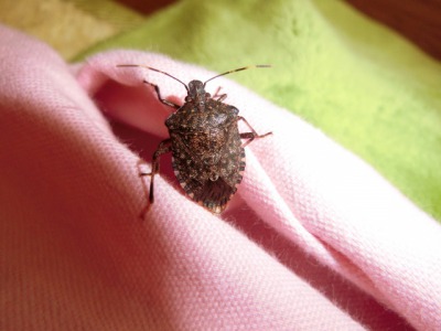 カメムシがベランダに来るのはなぜ 理由をふまえ対処しよう