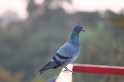 鳩がカラスに襲われる 彼らの天敵を徹底的に調べてみたよ