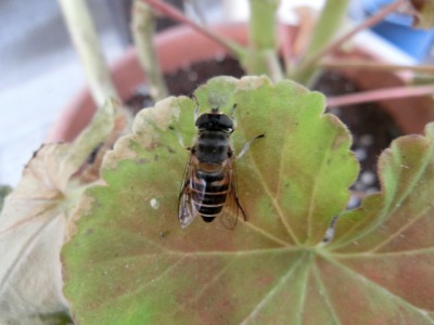 アブ と ハエ の違いを解説 えっ差はそれだけなの