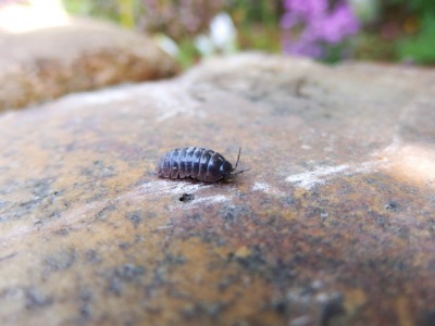 ダンゴムシが甲殻類なのはなぜ その理由を徹底解説するよ